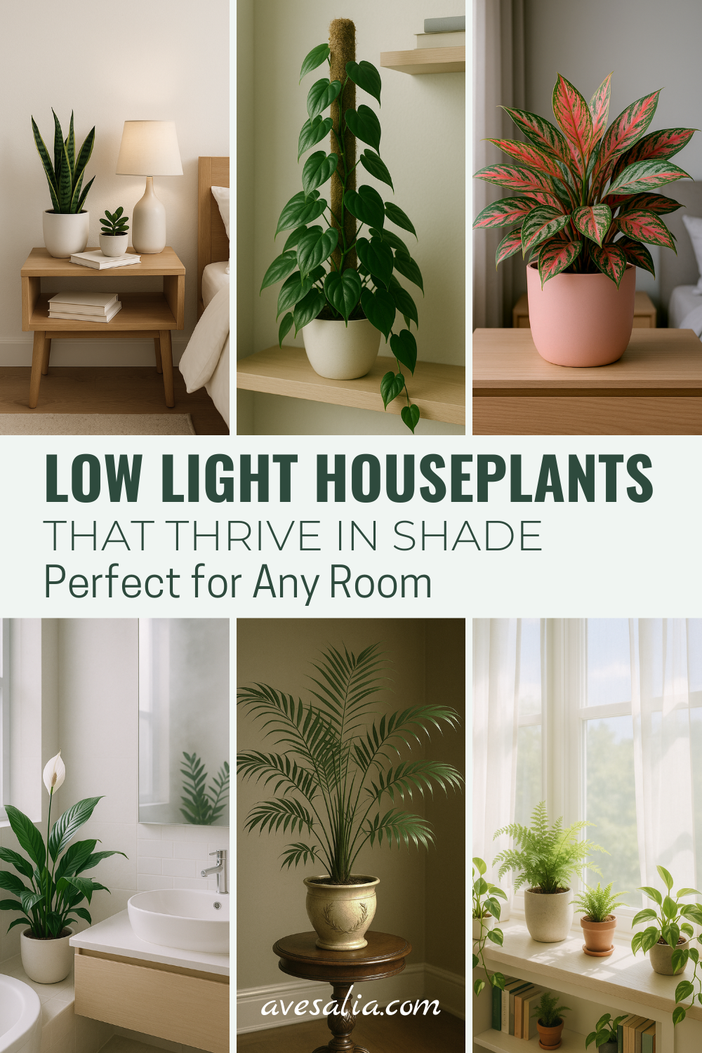 Low Light House Plants: Bringing Green to Shady Spaces