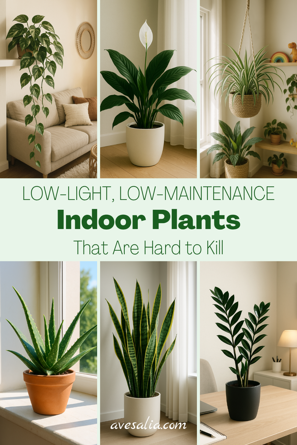 Low-Light, Low-Maintenance: Easy House Plants for Beginners That Anyone Can Grow